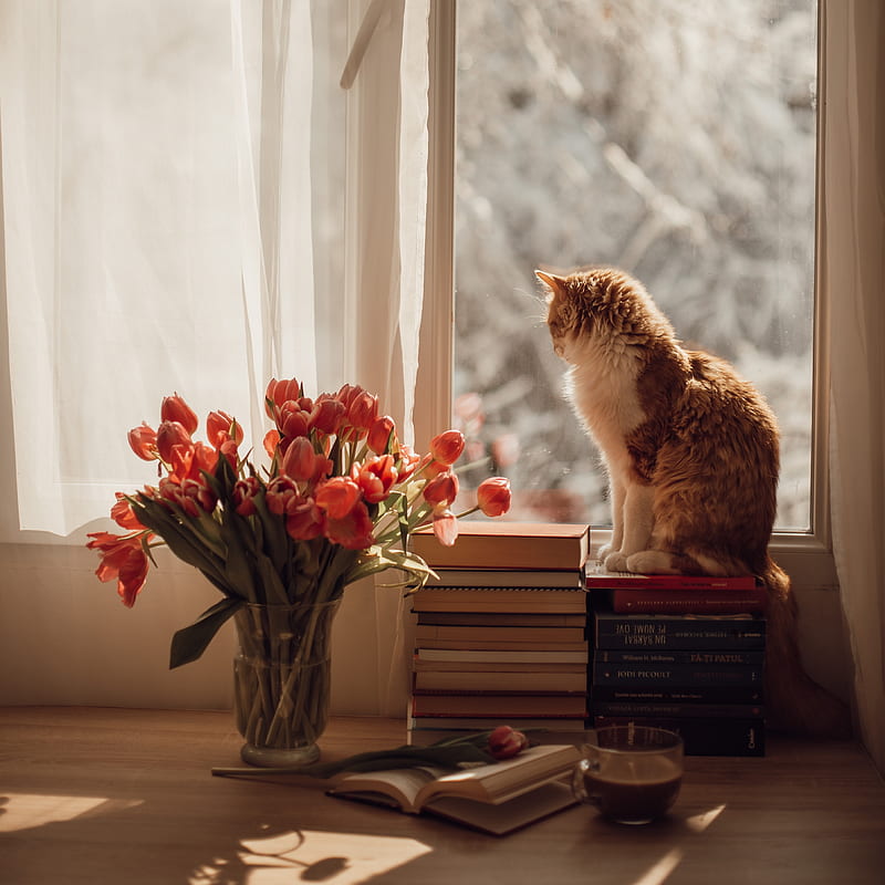 cat, pet, window, tulips, flowers, HD phone wallpaper