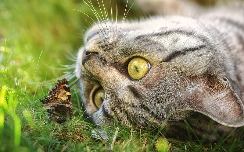 cat and butterfly, green grass, cute animals, pets, gray cat with green eyes, American Wirehair cat, HD wallpaper
