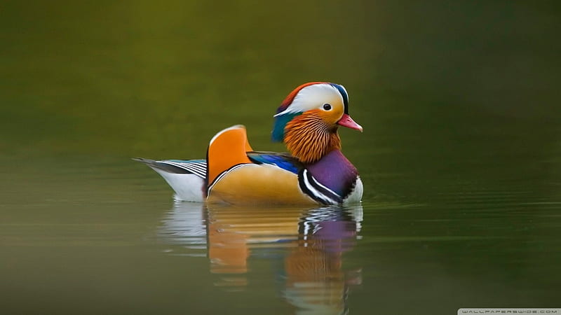 Mandarin Duck, mandarin, pretty, multicoloured, duck, HD wallpaper