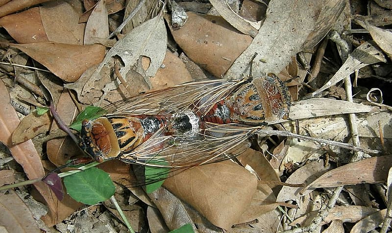 Thopha saccata, Animals, Insects, Cicada, Entomology, HD wallpaper