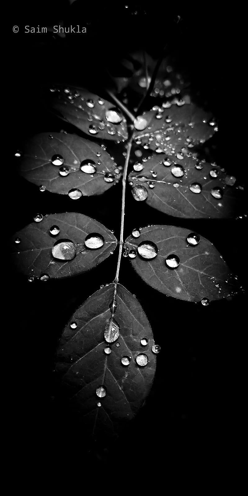 Leaf, abstract, black and white, dark, drops, leaves, nature, graphy, water  drops, HD phone wallpaper | Peakpx