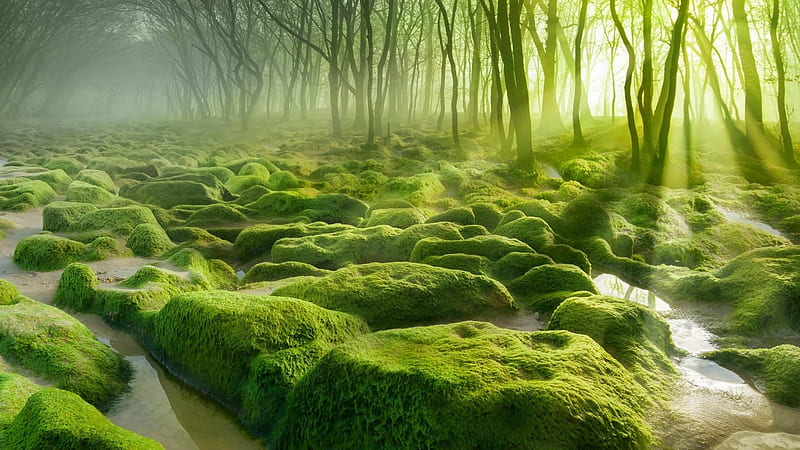 Mossy Forest, Landscape, Forest, Moss, Green, HD wallpaper