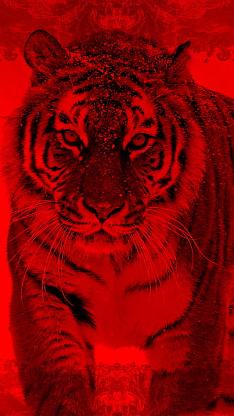 INSTINCT TIGER FULL, animal, desenho, jungle, monkyal, power, red, roar,  savage, HD phone wallpaper | Peakpx