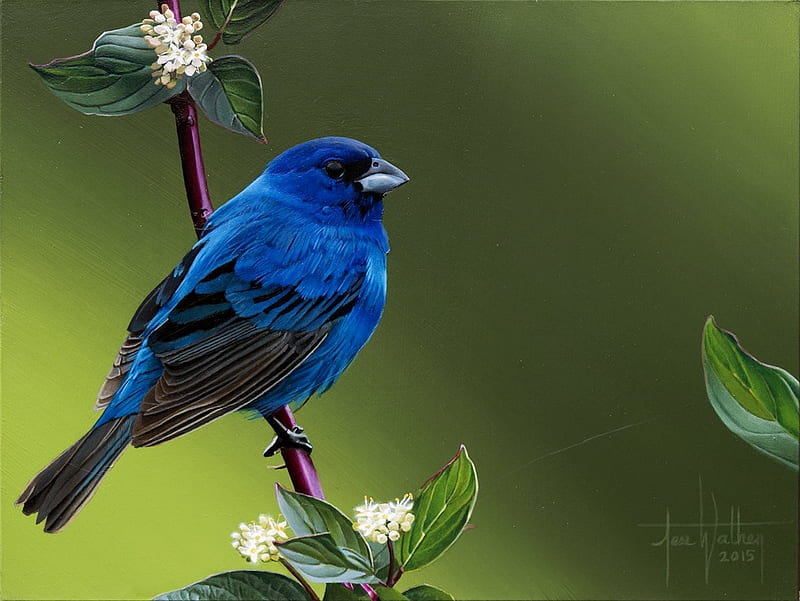 Pájaro azul, arte, jess wathen, pasare, rama, verde, pájaro, verano, flor,  azul, Fondo de pantalla HD | Peakpx