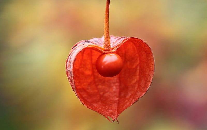 Nature's heart, fruit, red, autumn, cape gooseberry, heart, day, valentine, HD wallpaper
