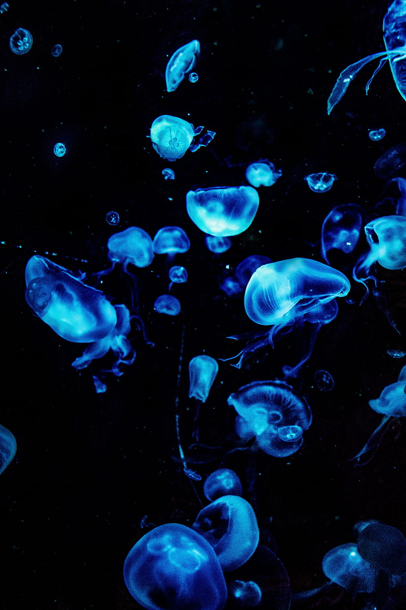 jellyfish, blue, glow, underwater, dark, HD phone wallpaper