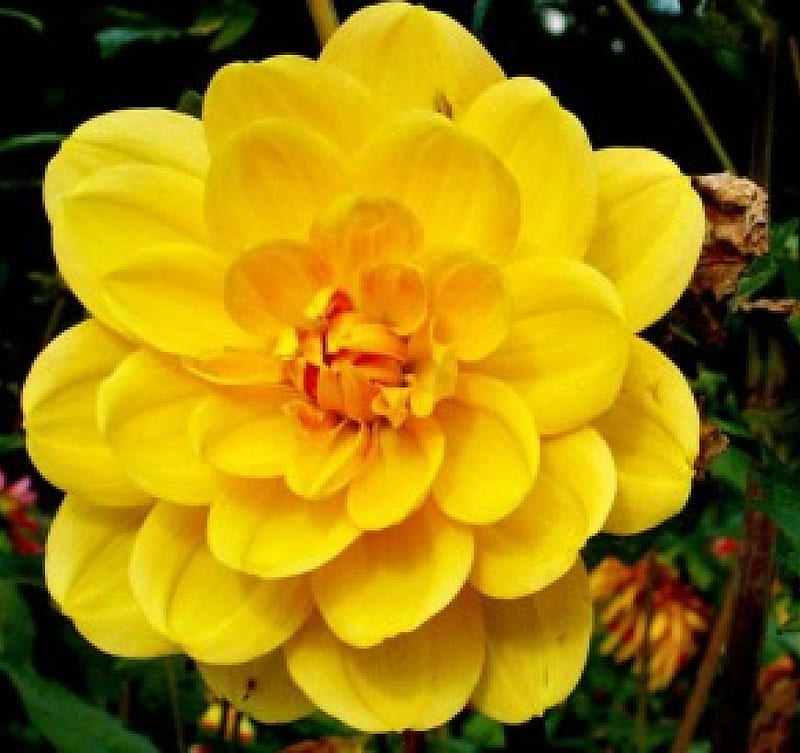 Hermosa flor amarilla, flor, amarillo, naturaleza, bonito, Fondo de  pantalla HD | Peakpx