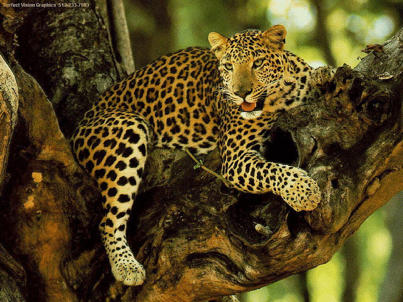 Jaguar-is-sitting-on-a-tree, sit, wildcat, tree, nice, bigcat, jaguar, eyes, animal, HD wallpaper