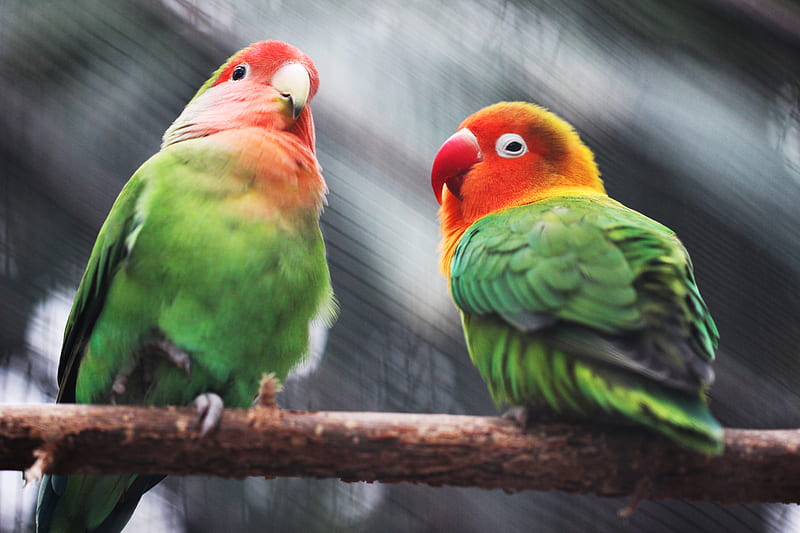 two parakeets, HD wallpaper