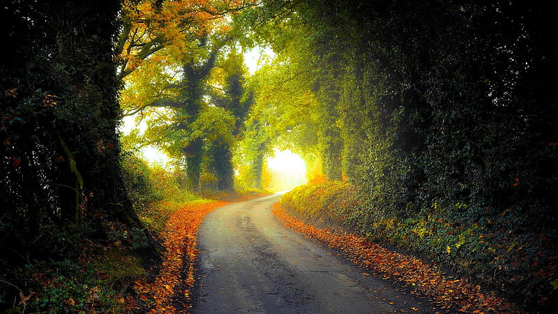 COUNTRY LANE in AUTUMN, forest, rural road, autumn, scenic, unpaved road, eerie, seasons, mist, countryside, tree, beauty, morning, road, woodland, landscape, HD wallpaper