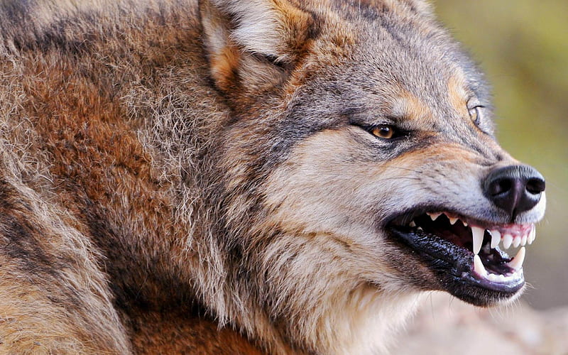 wild Wolf-Animal, HD wallpaper