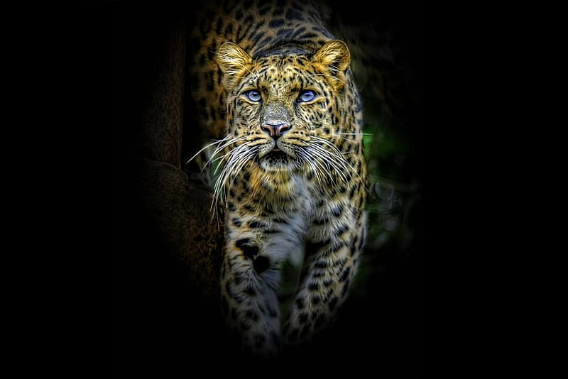 free download | Leopard, 3d, leopards, HD wallpaper | Peakpx