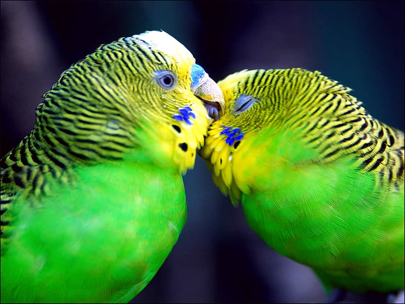 Birds-in-love, colourful, budgie, birds, lovers, druffix, love, kisses, parakeet, animals, HD wallpaper