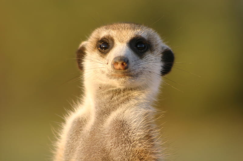 Funny Meerkat, meerkat, mammal, little, speed, suricata, beauty, nature, animal, HD wallpaper