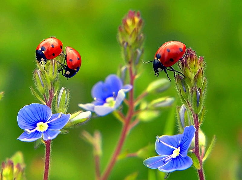 Ladybirds, ladybug, forget-me-not, flower, spring, ladybird, HD wallpaper