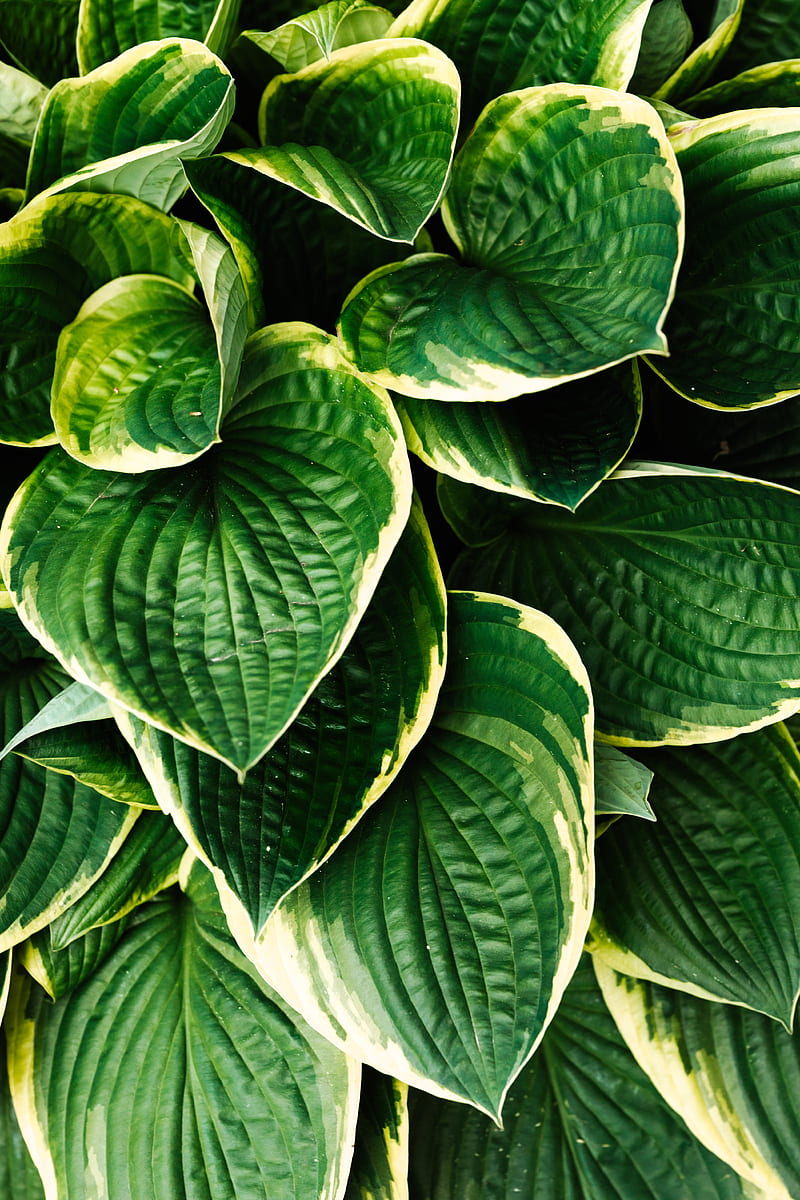 Close-Up Of Plants, HD phone wallpaper