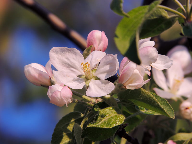 Apple Blossom Time, Apple Blossoms, Spring, Tree, graphy, Flowers, HD wallpaper