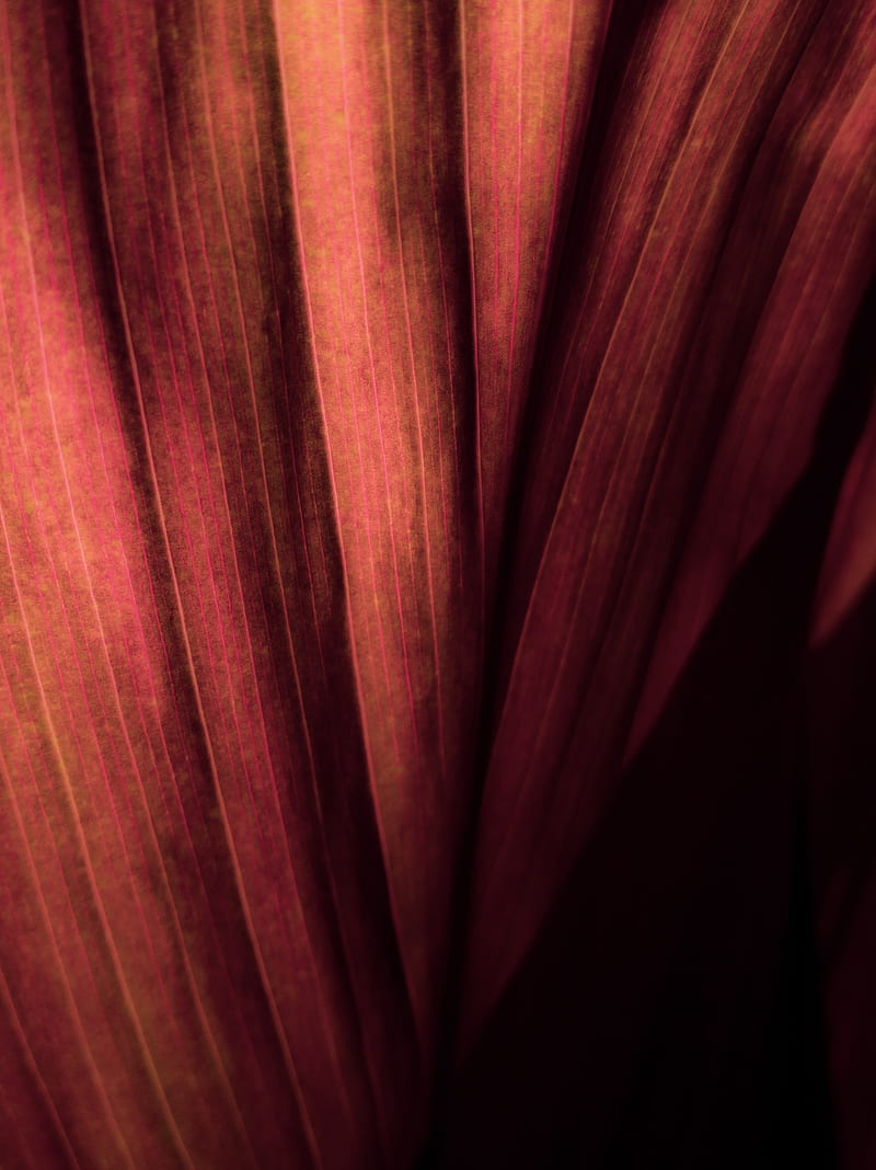 leaf, macro, stripes, surface, HD phone wallpaper