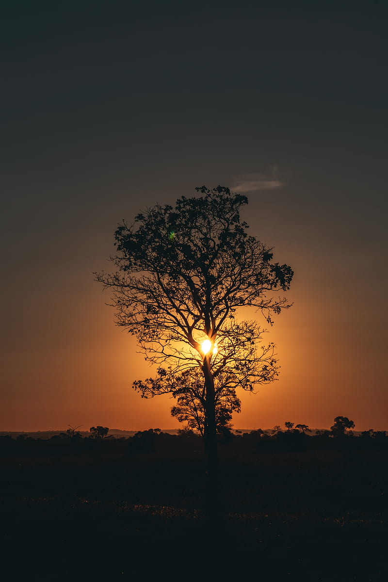 tree, sun, sunset, twilight, dark, HD phone wallpaper