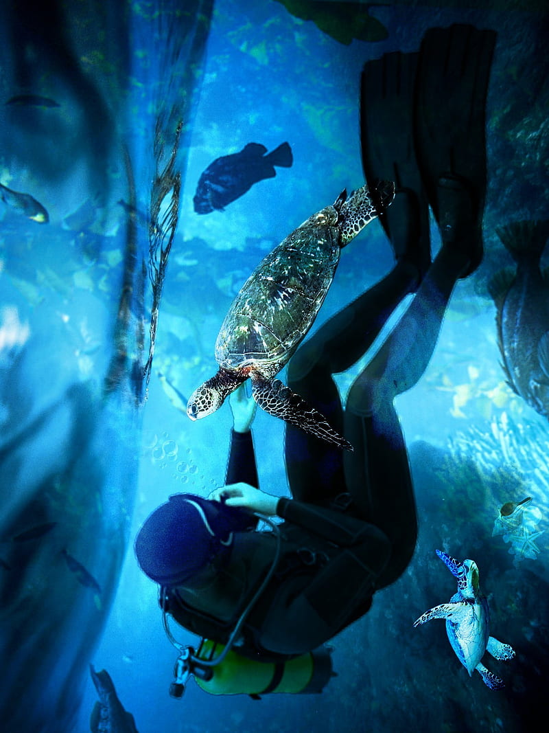 Scuba Diver , fish, ocean, swim, turtle, water, HD phone wallpaper