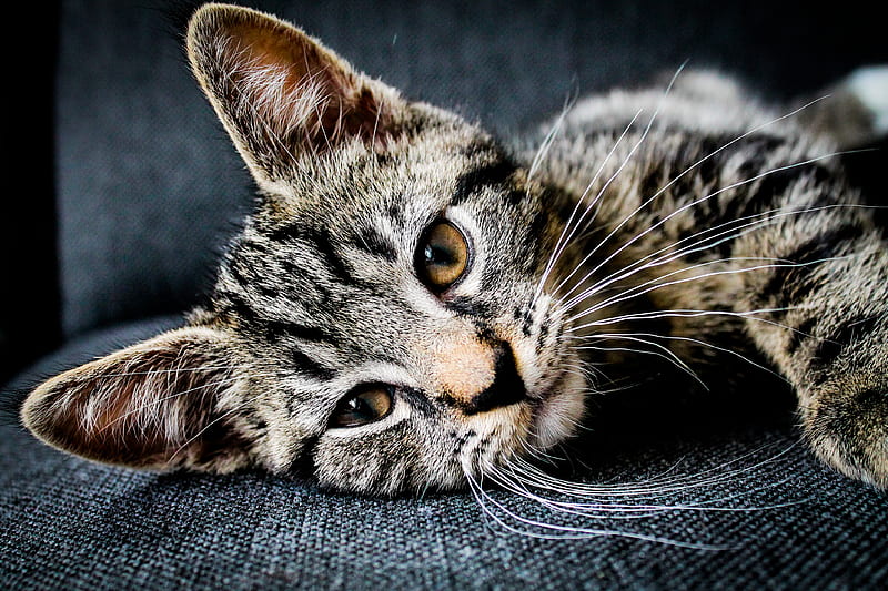brown and black tabby cat lying on gray cushion, HD wallpaper