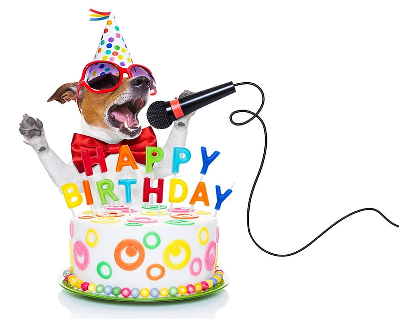 Happy Birtay!, cake, paw, caine, birtay, animal, hat, card, sunglasses, microphone, song, jack russell terrier, funny, dog, HD wallpaper