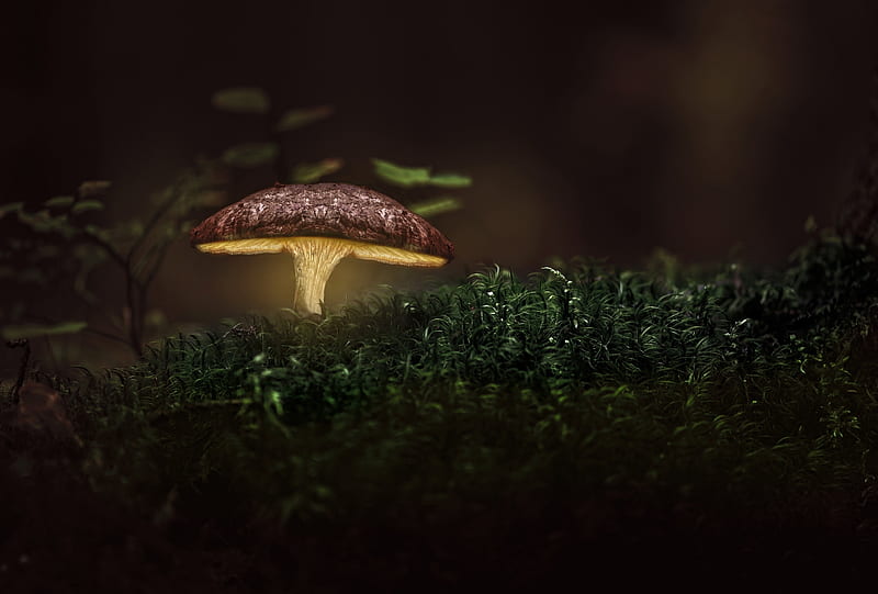 Glowing Mushroom, HD wallpaper