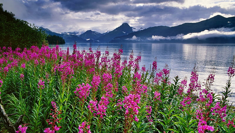 Kenai Fjords National Park, Alaska, Kenai, Alaska, Fjords, Park, National, HD wallpaper