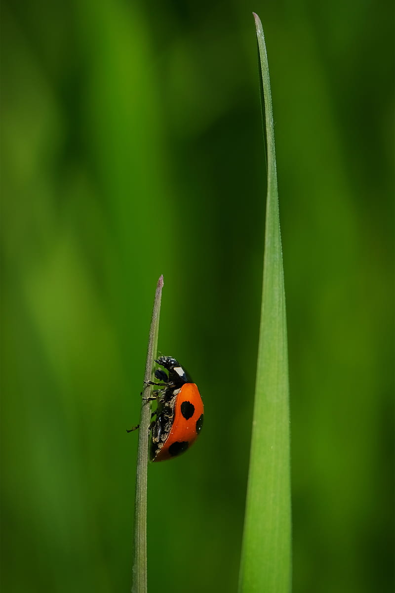 ladybug, insect, grass, macro, red, green, HD phone wallpaper