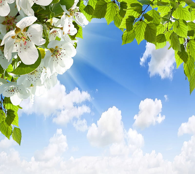 Apple Blossom, spring, sunshine, HD wallpaper
