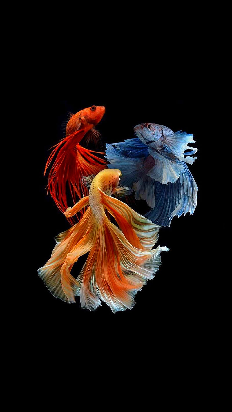 Fishes, blue, fish orange, red, HD phone wallpaper | Peakpx