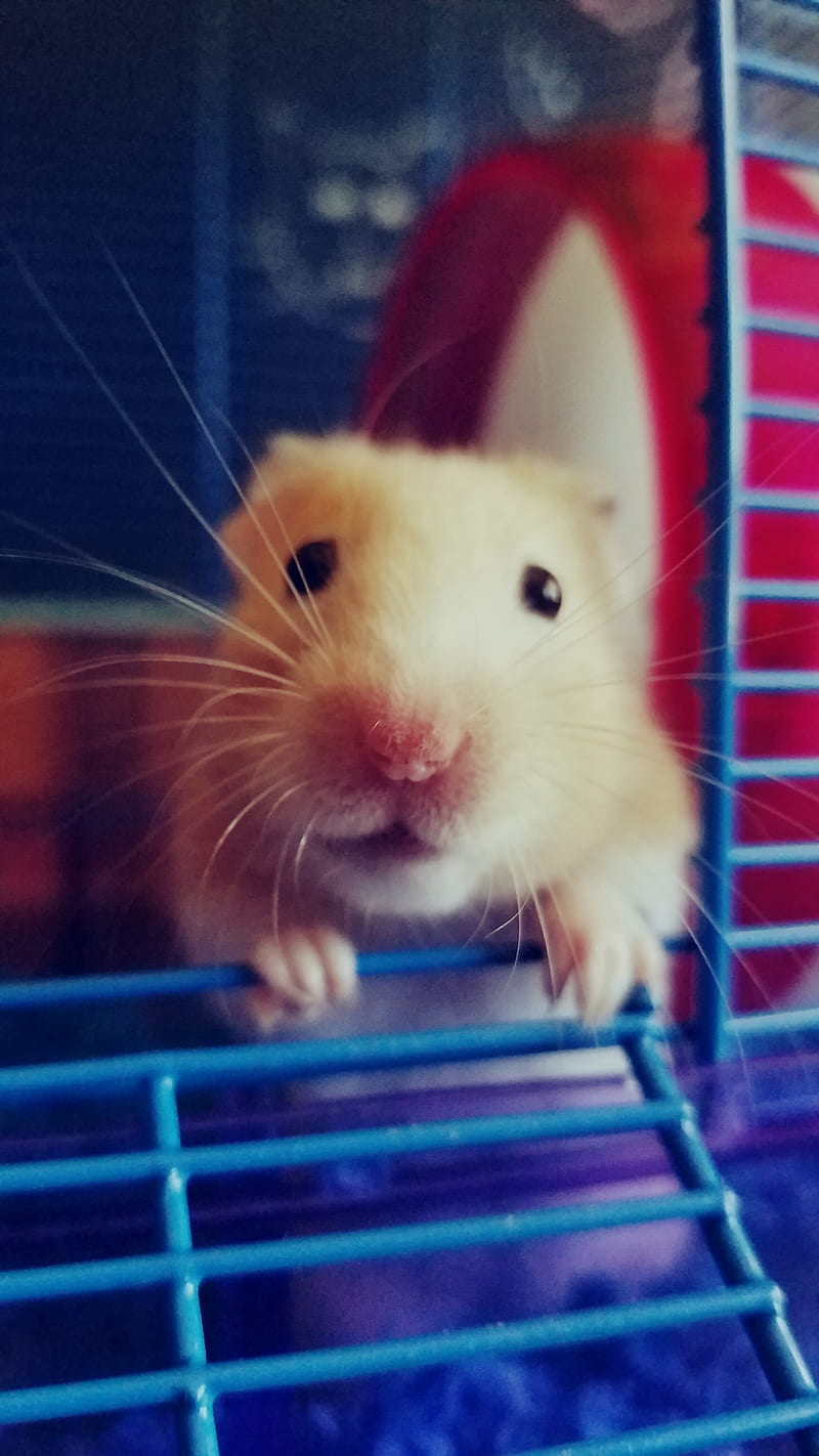 Snuggles hamster, cute, pets, small, soft, HD phone wallpaper