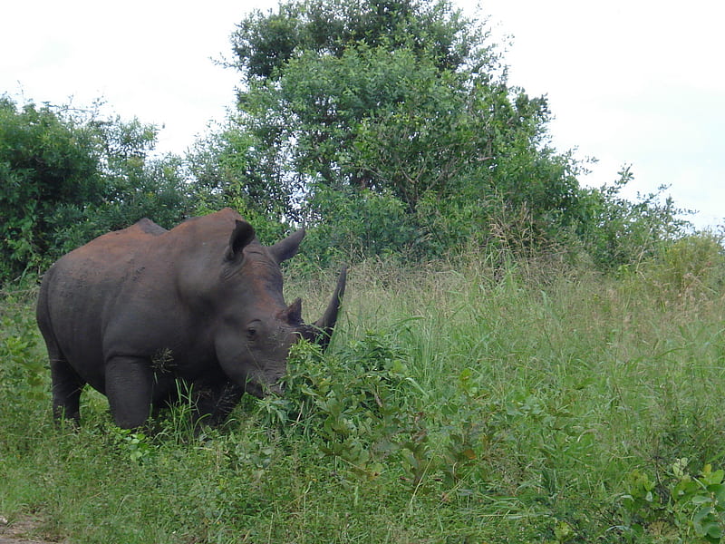 Rhinoceros habitat, ecology, wild, rhinoceros, nature, rhino, animal, HD wallpaper