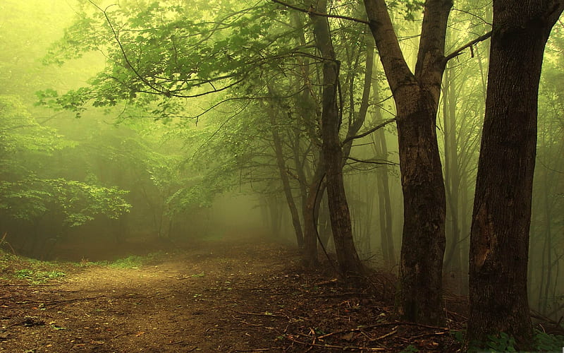 forest fog-forest landscape, HD wallpaper