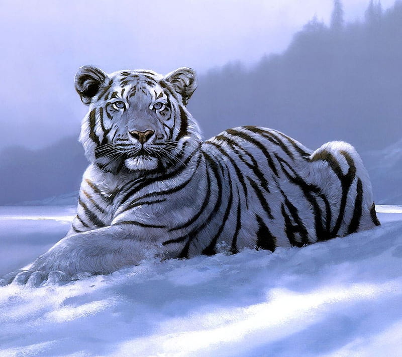 Siberian Tiger, nature, snow, HD wallpaper