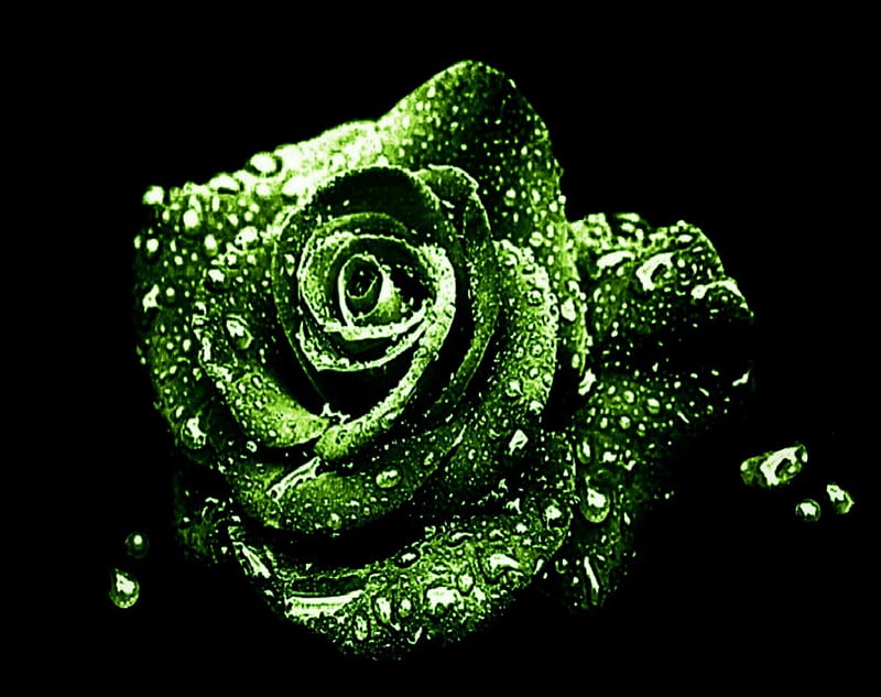 GREEN ROSE WITH DROPS, rose beautiful, drops, unique, roses, water, close  up, HD wallpaper | Peakpx
