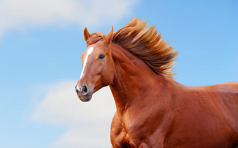 horse, brown horse, blue sky, horses, HD wallpaper