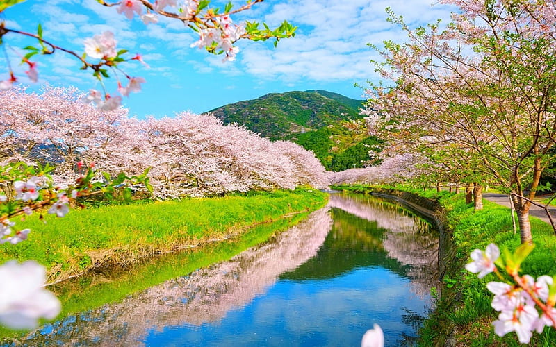 Spring River, hills, japan, bonito, spring, park, trees, cherry blossom, water, flowers, path, river, reflections, pink, HD wallpaper