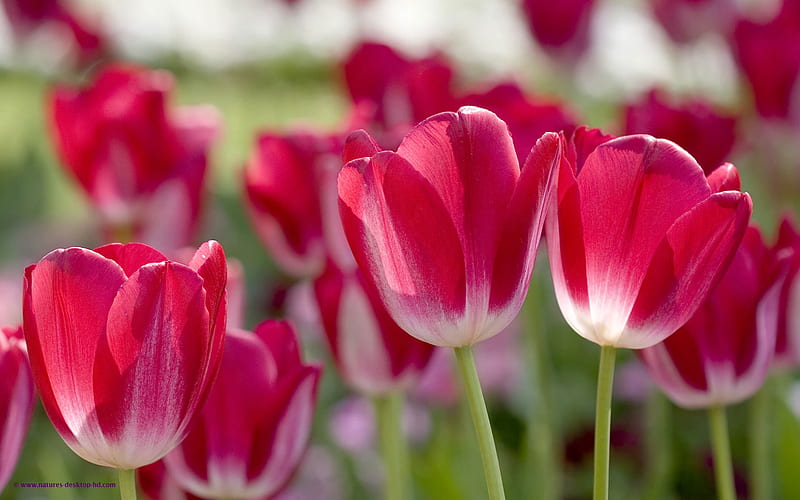 Red Tulips a Sure Sign of Spring, red, graphy, flowers, stems, nature, tulips, HD wallpaper