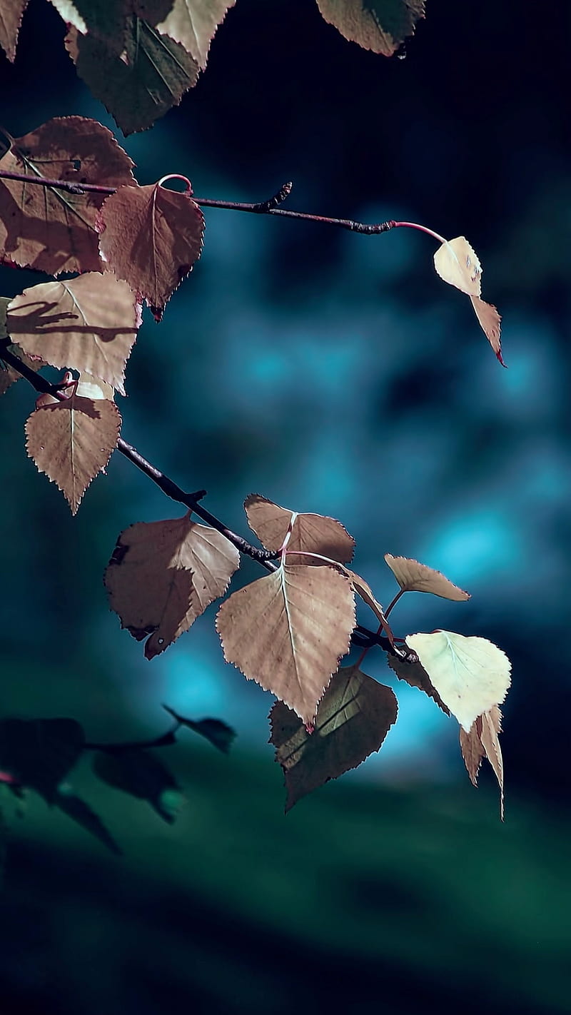 Green Leaf 5D sẽ đưa bạn đến với thế giới rừng già với cảm giác mát mẻ và thanh bình. Hãy để những lá cây xanh um tát trên hình nền đưa bạn tới những khoảnh khắc thư giãn sau những giờ làm việc căng thẳng.