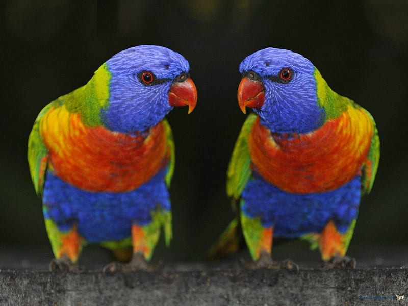 rainbow lorikeets cute couple, red, colourful, green, birds, yellow, blue, feathers, HD wallpaper