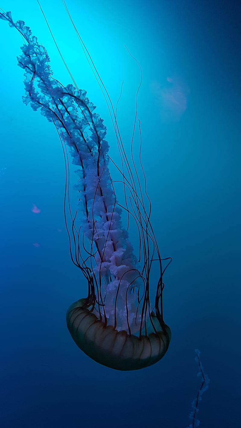 Medusa, acuario, mar, Fondo de pantalla de teléfono HD | Peakpx