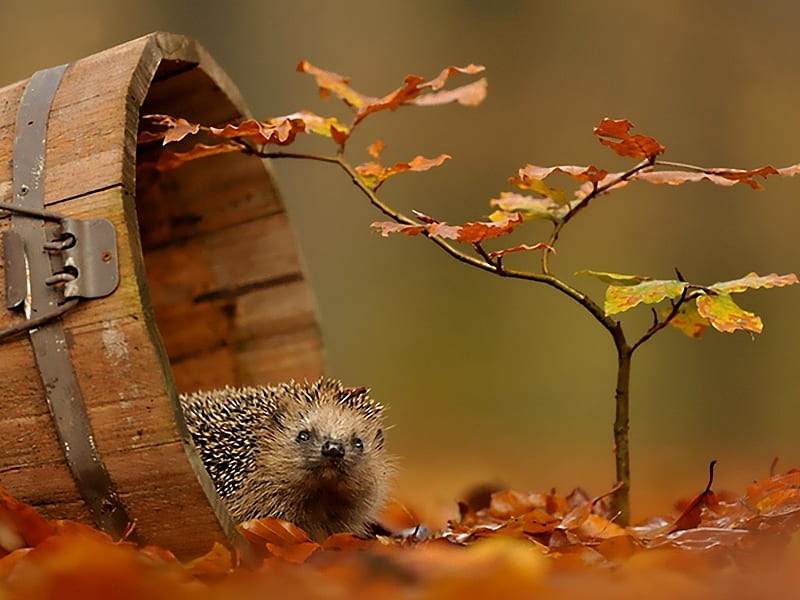 Hedgie enjoying Autumn., leaves, autumn, hedgehog, bucket, HD wallpaper
