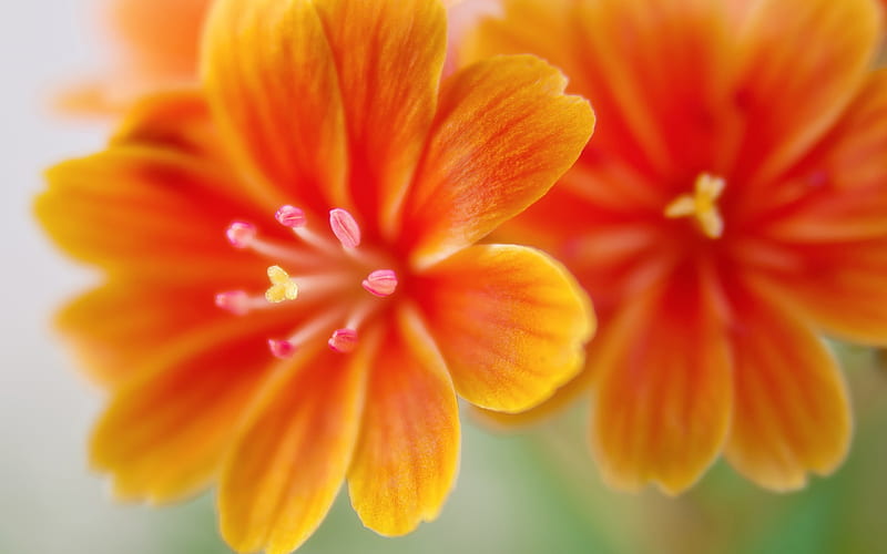 yellow lewisia flowers-High Quality, HD wallpaper