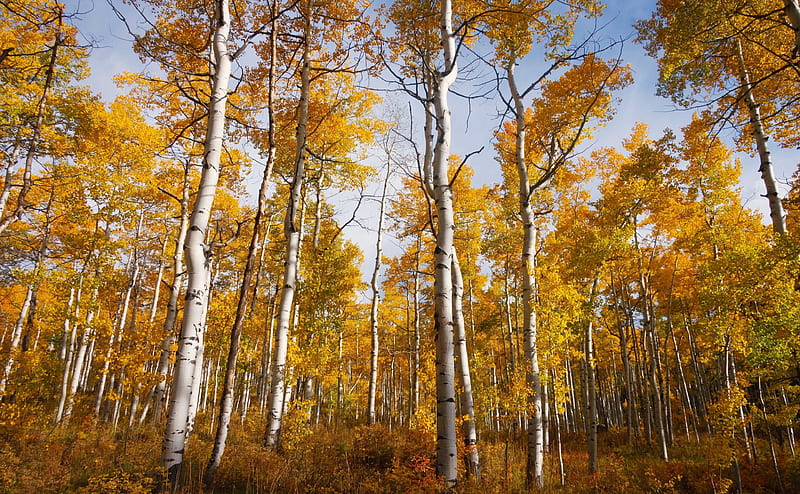 Yellow Quaking Aspen Trees Forest, Fall Ultra, Seasons, Autumn, Yellow, Trees, Leaves, Forest, Woods, Fall, Woodland, Poplar, foliage, illinois, Deciduous, aspen, Canopy, Aspens, unitedstates, lookingup, talltrees, Carbondale, HD wallpaper