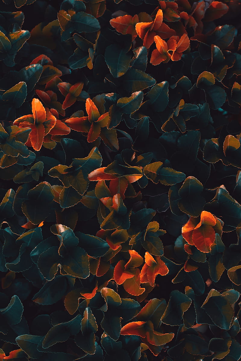 Blue and Orange Flower Petals, HD phone wallpaper