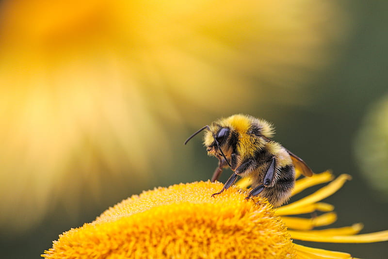 honeybee perching on yellow flower, HD wallpaper