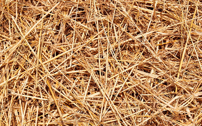 hay texture macro, plant textures, hay patterns, hay, texture of hay, HD wallpaper