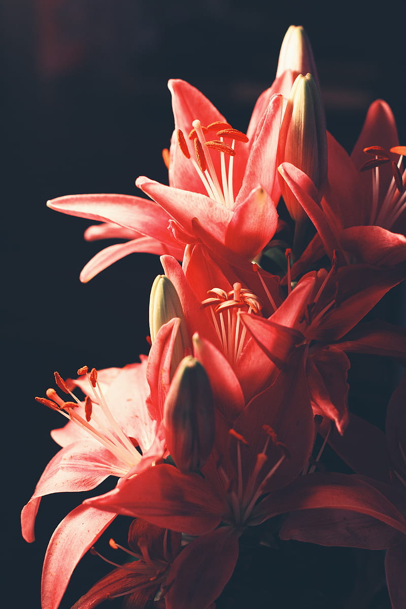 lily, bouquet, flowers, blur, HD phone wallpaper