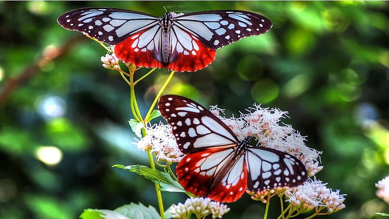 Two Lovely Butterflies, HD wallpaper